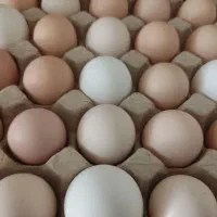 تخم مرغ خانگی نطفه دار|خوردنی و آشامیدنی|مبارکه, |دیوار