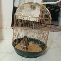 مینا دستی نر رام باقفس