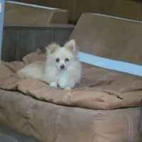 پامرین روباهی پامر|سگ|تهران, توحید|دیوار