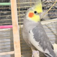 عروس هلندی نر سخنگو همراه با قفس و وسایل|پرنده|فردیس, منظریه|دیوار