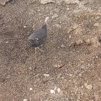 بوقلمون