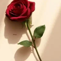 طلاین ۷ سوت جایزه میده