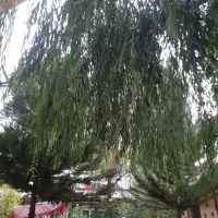 دعوت به همکاری