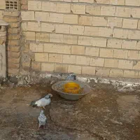 فروشی|پرنده|قره ضیاالدین, |دیوار