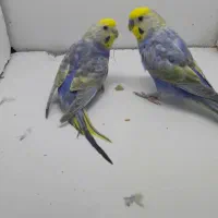 مرغ عشق رینبو رنگین کمانی با جوجه|پرنده|تهران, بهداشت|دیوار