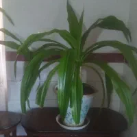 گل موزی|گل و گیاه طبیعی|یزدان شهر, |دیوار