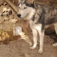 سگ هاسکی چشم دو رنگ