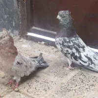 ی جفت‌سرورکاکلی