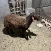 بره افشاری و کهره پاکستانی|حیوانات مزرعه|یزد, |دیوار
