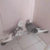 کفتر|پرنده|هشتگرد, شهرک افشاریه|دیوار