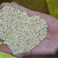 ارزن جیرفتی