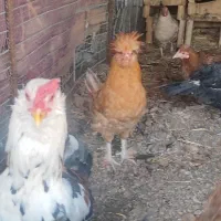 تخم مرغ نطفه دار