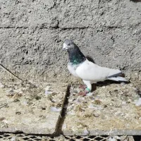 5تاکبوتر گرفتنی ناشی