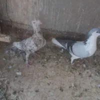 کبوتر پرنده