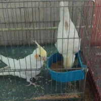 عزوس هلندی نروماده|پرنده|تهران, افسریه جنوبی|دیوار