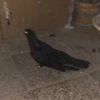 آبادانی نک و چشم سفید