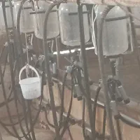 کارگر گاوداری