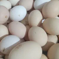 تخم مرغ نطفه دار