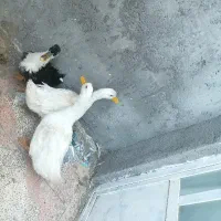 ادرک8ماه