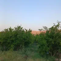 باغ انار خلج اباد
