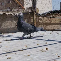 کفتر|پرنده|شیراز, قلعه شاهزاده بیگم|دیوار