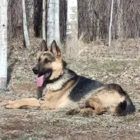 سگ ژرمن گمشده