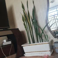 سانسوریازیباوبلندابلغ وسبز|گل و گیاه طبیعی|کرمانشاه, |دیوار