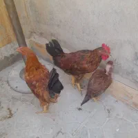 فروش جوجه خروس