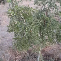باغ میوه در دستجرد علیا بالاتر از امامزاده اباذر|فروش زمین و ملک کلنگی|قزوین, |دیوار