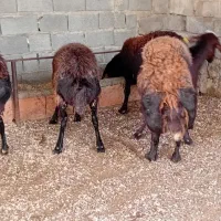 گوسفند ابستن سنگین|حیوانات مزرعه|نکا, |دیوار