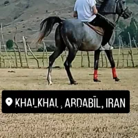 فروش سلیمی کولاک