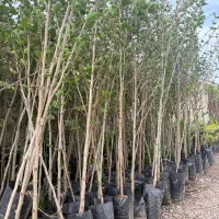 فروش نهال صنوبر با کیفیت|خدمات باغبانی و درختکاری|ساری, |دیوار