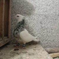 کبوتر طوقی الماسی|پرنده|بروجن, |دیوار