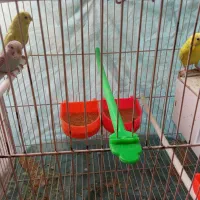 مرغ عشق معاوضه با مرغ خروس