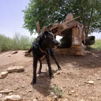 سگ نر|سگ|جعفرآباد, |دیوار