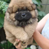 توله چاوچاو