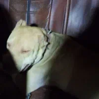 سگ پیتبول بادیگارد