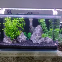 آکواریوم با دکور و ماهی