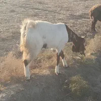 بزآبستن|حیوانات مزرعه|گنبد کاووس, |دیوار