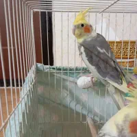 عروس هلندی آهویی