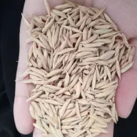 بذر شالی
