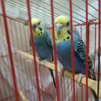 مرغ عشق جفت نر و ماده بالغ