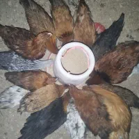 جوجه مرغ 5ماهه|حیوانات مزرعه|شاهینشهر, شهرک میلاد|دیوار