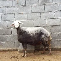 میش شیشک بره ماده قوچ بره نر چپش بز