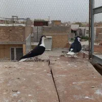 یه جفت ساده ماده یکی ماده آماده یکی جوانه دوپر|پرنده|گنبد کاووس, |دیوار