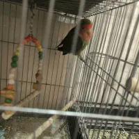 طوطی برزیلی