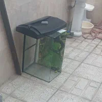 اکواریوم