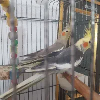 عروس هلندی با جوجه