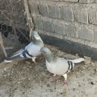 کفتر شهری|پرنده|شیراز, دلگشا|دیوار