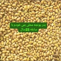بذر یونجه محلی بمی اصلاح سس گیری شده